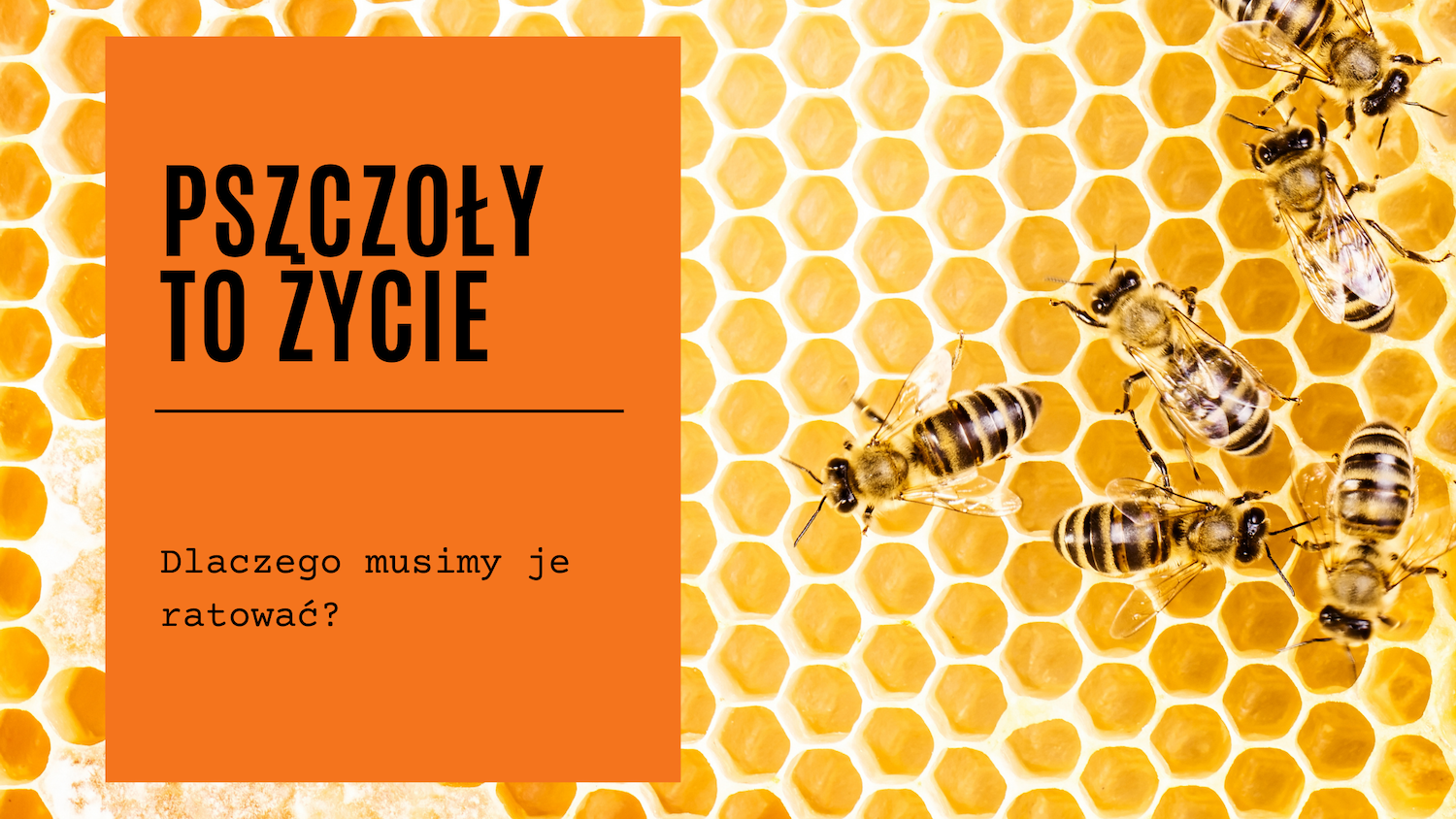 Pszczołom na ratunek